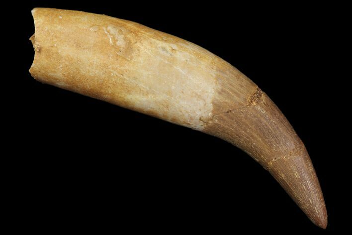 Fossil Plesiosaur (Zarafasaura) Tooth - Rooted #81557